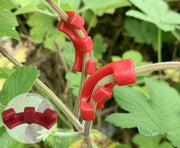 プラントベンダー クリップ 10個セット 園芸用品 ガーデニング資材 植物の茎を曲げる サポートクリップ トレーニングクリップ 成長操作 植物 低木 野菜 枝クリップ トレーナークリップ 成長コントロール 茎 枝 ワイヤー要らず 便利グッズ 赤 緑 白