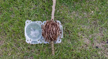 発根ボックス 10個セット 取り木ボール 植物 繁殖 株分け 商品画像4