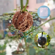 発根ボックス 10個セット 取り木ボール 植物 繁殖 株分け 育成 発根装置 家庭菜園 簡単取付け 透明 クリア ガーデニング 園芸用品 根成長 挿し木