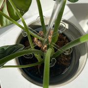 園芸支柱 花支柱 植木鉢用 観葉植物 サポート 花支え 花ささえ 固定 誘引 転倒防止 透明 クリア シンプル 簡単設置 ガーデニング用品