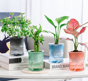 植木鉢 フラワーポット 多肉植物ポット プランター 自動吸水 観葉植物 ミニ クリア 透明 かわいい おしゃれ 卓上 園芸 ガーデニング