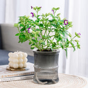 植木鉢 フラワーポット 多肉植物ポット プランター 自動吸水 観葉植物 ミニ クリア 透明 かわいい おしゃれ 卓上 園芸 ガーデニング