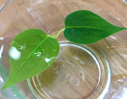 フェイクグリーン 人工観葉植物 造花 吊り下げ 壁掛け 蔓 つる リーフ 葉 インテリア雑貨 ロング 長い 装飾 飾り 枯れない おしゃれ 紅葉 赤 レッド 紫 緑