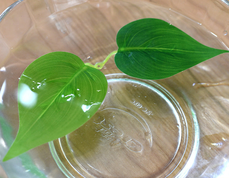フェイクグリーン 人工観葉植物 造花 吊り下げ 壁掛け 蔓 商品画像4