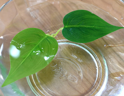 フェイクグリーン 人工観葉植物 造花 吊り下げ 壁掛け 蔓 商品画像4