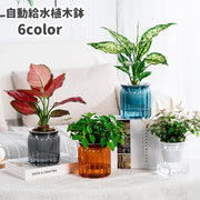 植木鉢 自動給水 プランター 室内栽培 貯水槽付き フラワーポット 観葉植物 水やり おしゃれ シンプル プラスチック 無地 クリア 花 ハーブ 多肉植物 インテリア