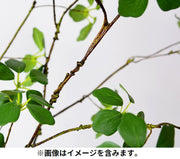 フェイクグリーン 大 人工観葉植物 造花 緑 枯れない インテリア 飾り リアル ホームガーデン 卓上 ベランダ トイレ 窓際