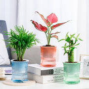 植木鉢 フラワーポット 水耕栽培 自動給水 貯水槽付き 水やり簡単 丸型 観葉植物 多肉植物 園芸 ガーデニング 屋内 竹 節 かわいい おしゃれ シンプル