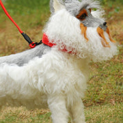 首輪 わんちゃん 小型犬 中型犬 大型犬 ナイロン シンプル 無地 ベルトデザイン お散歩グッズ 愛犬グッズ