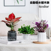 植木鉢 自動給水 プランター 室内栽培 貯水槽付き フラワーポット 観葉植物 水やり おしゃれ シンプル プラスチック クリア 花 ハーブ 多肉植物 インテリア
