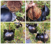 発根ボックス 5個セット 取り木ボール 植物 繁殖 株分け 発根装置 簡単取付け ガーデニング 園芸用品 根成長 挿し木 ブラック クリア
