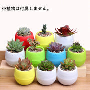 植木鉢 フラワーポット 受け皿付き ミニ 無地 排水 盆栽 軽量 可愛い シンプル 室内 屋外 観葉植物 多肉植物 ガーデニング 園芸用品 インテリア