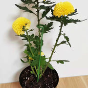 花支柱 植物支柱 10本セット 花支え 花ささえ 観葉支柱 フラワー支柱 フラワーサポーター フラワーガード ガーデニング 農業用 園芸用 園芸支柱
