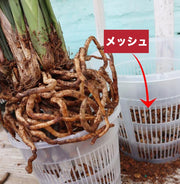 水耕栽培ポット 育苗ポット 5個セット 植木鉢 育苗 ガーデニング用品 メッシュ 植物 花 観葉植物 野菜 植物育成カップ 給水栽培 園芸 通気性