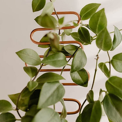 ミニトレリス 植物支柱 つる性植物用 観葉植物 植木鉢 園芸 商品画像3