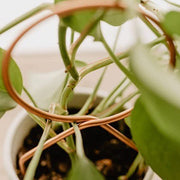 ミニトレリス 植物支柱 つる性植物用 観葉植物 植木鉢 園芸 誘引 サポート 簡単 設置 ガーデニング用品