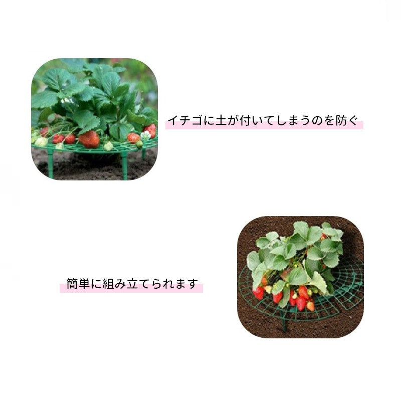 イチゴ栽培用ラック いちごスタンド イチゴ支え棚 いちご支柱 ストロベリーサポート 誘引作業 商品画像2